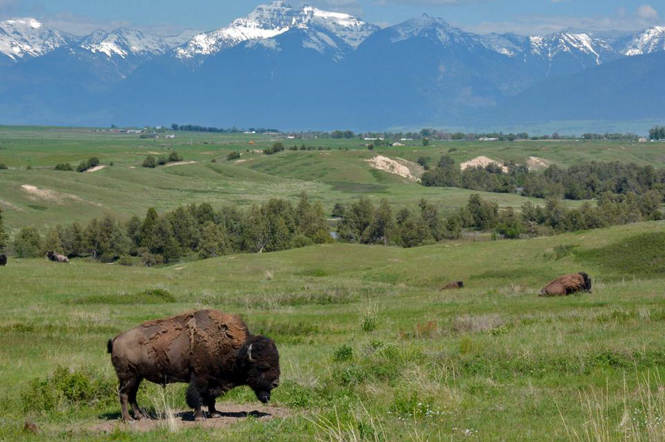 bison in montana