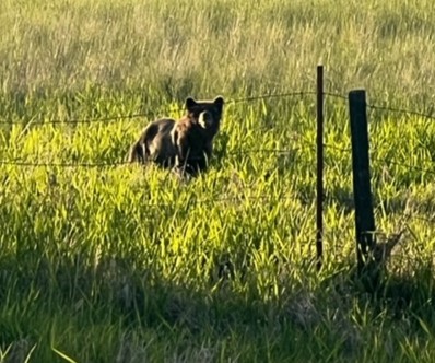 We watched a Grizzly tonight a few miles south of us