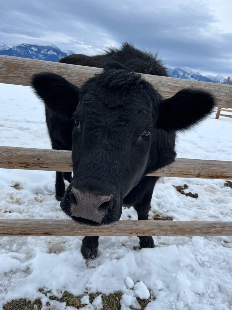Buttercup the cow